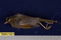 藏品(藪鳥)的圖片